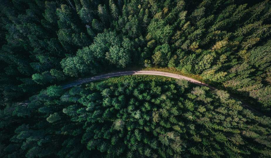 forêt de Tronçais